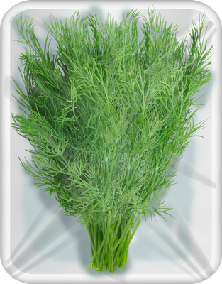 Укроп Лента свежий