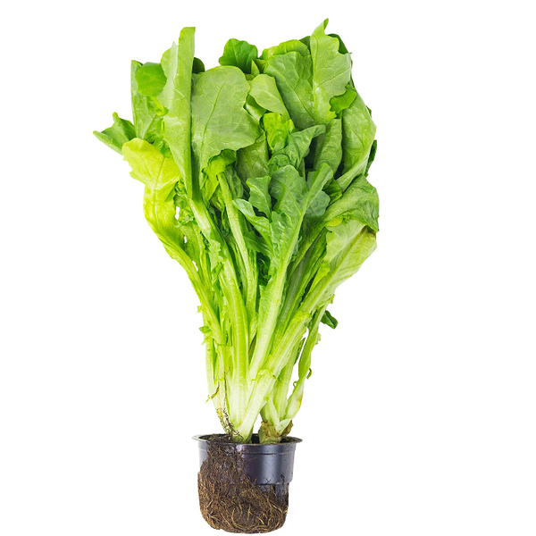 Салат Дуболистный зеленый