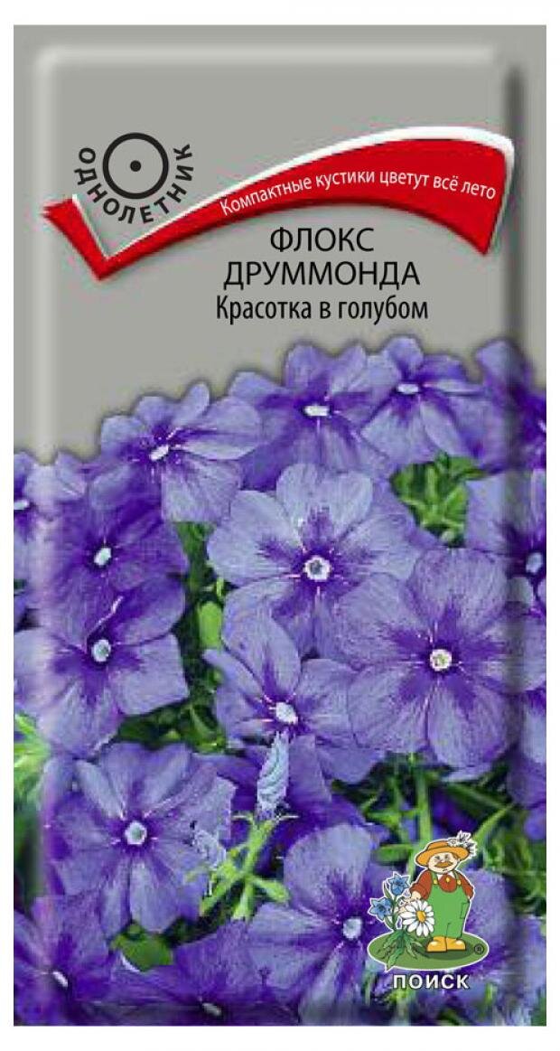 

Семена Поиск Флокс Друммонда, Красотка в голубом