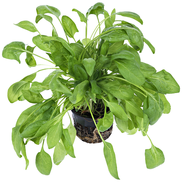 Шпинат свежий в горшочке ТМ Metro Chef (Метро Шеф) 