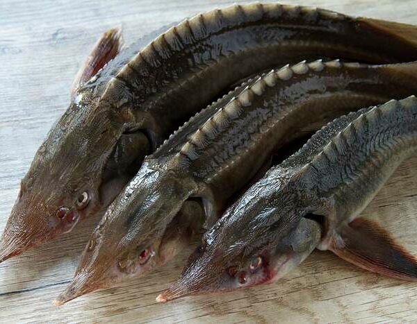 Стерлядь охлаждённая