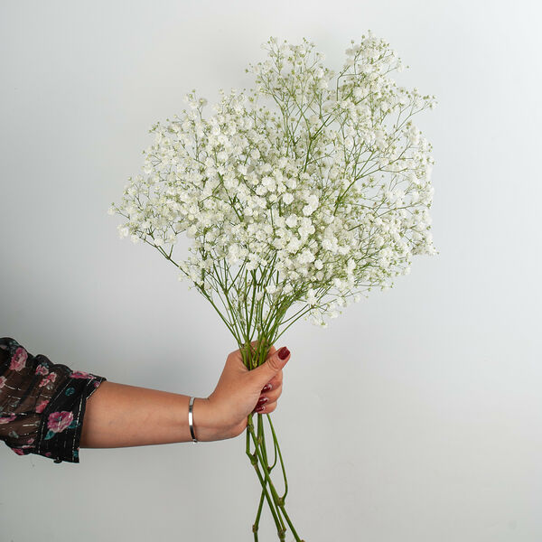 Гипсофила белая 3 шт.