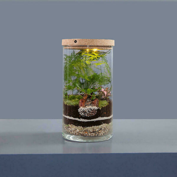 Флорариум Аспарагус