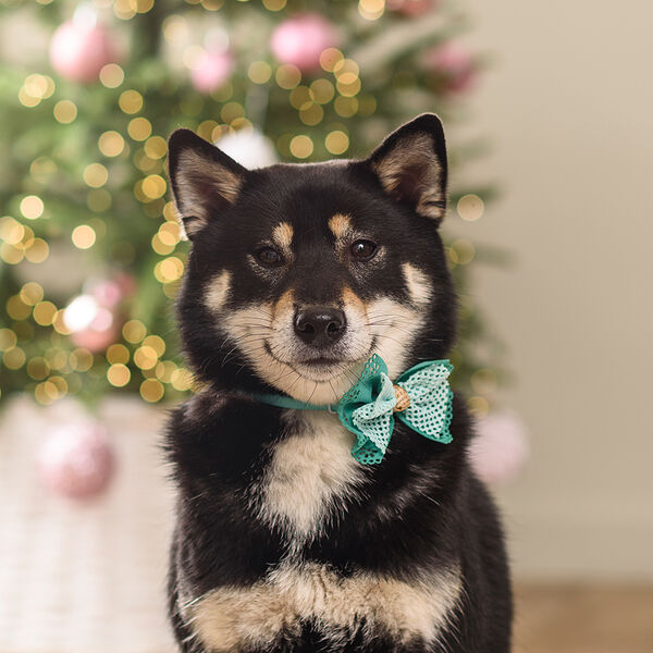 Галстук-бант ажурный для собак и кошек, 9х8 см, зеленый