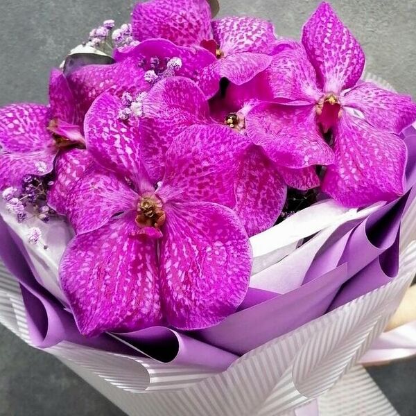 5 Орхидей Vanda