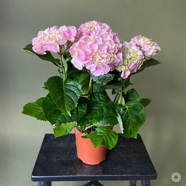 Гидрангия Кустовая Розовая (D-14, Н-50)