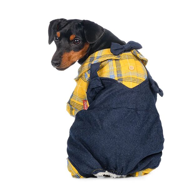 Костюм с рубашкой для собак M желтый (унисекс)