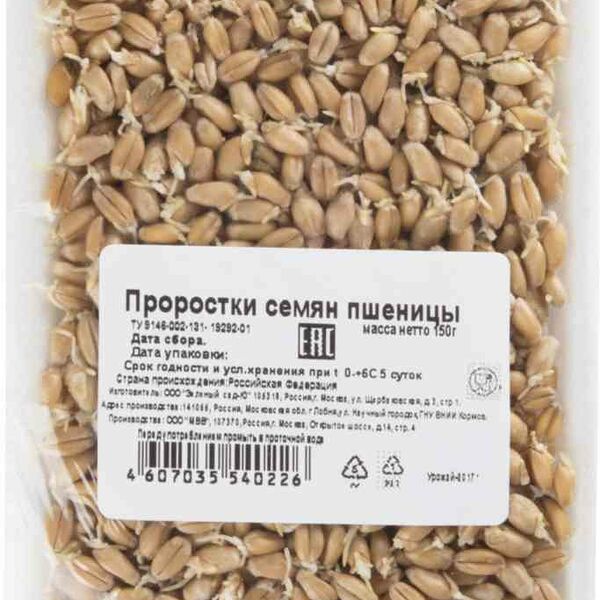 Проростки  семян пшеницы