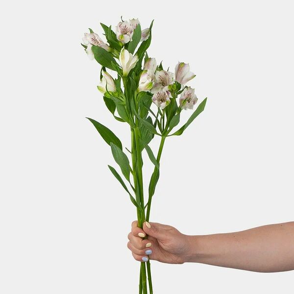 Альстромерия белая 3 шт.