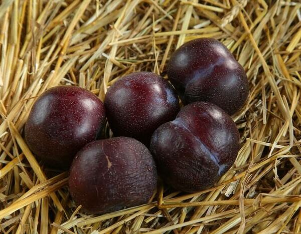 Слива темная Азербайждан