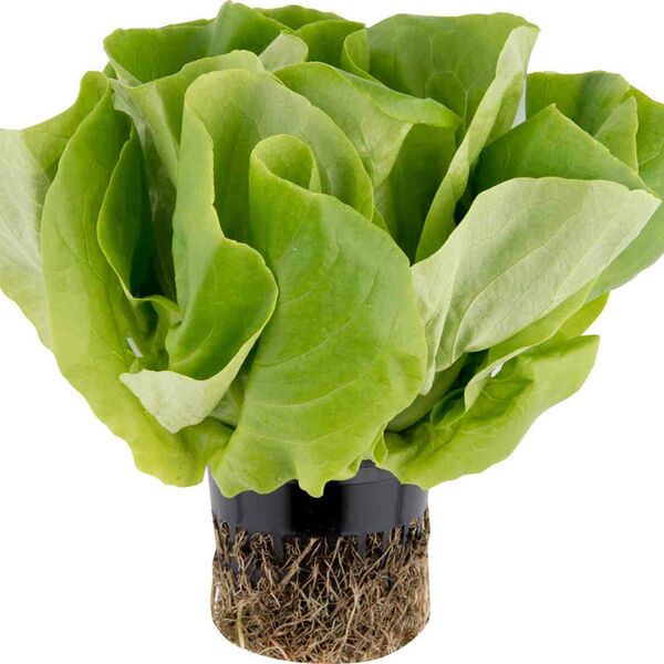 Салат зелёный листовой Гранж Агрохолдинг Московский Маслянистый