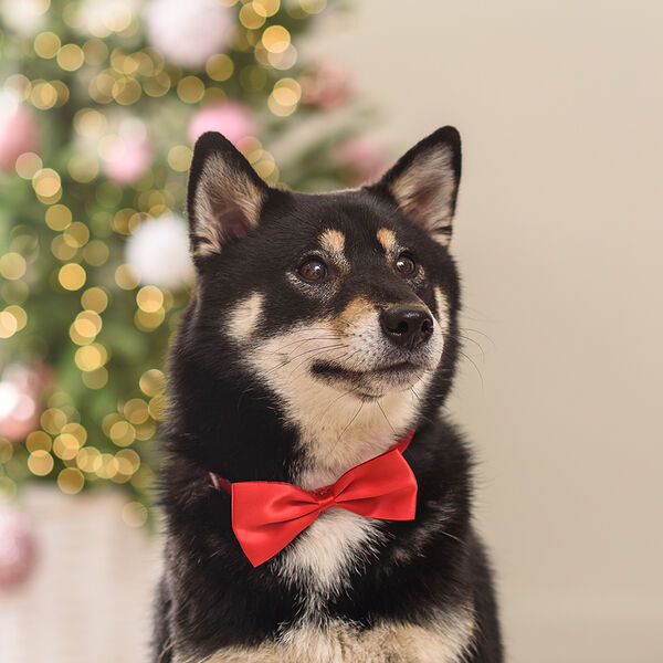 Галстук-бант красный