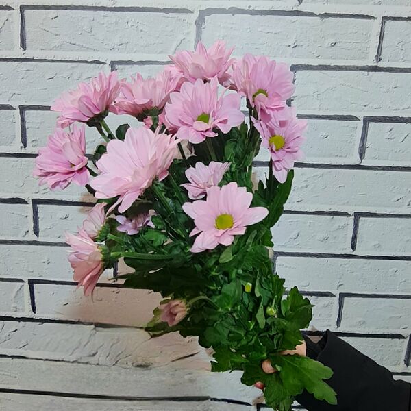 Хризантема кустовая розовая ромашка, высота 60см, 3шт