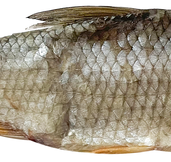 Тарань вяленая средняя вес до 300 г