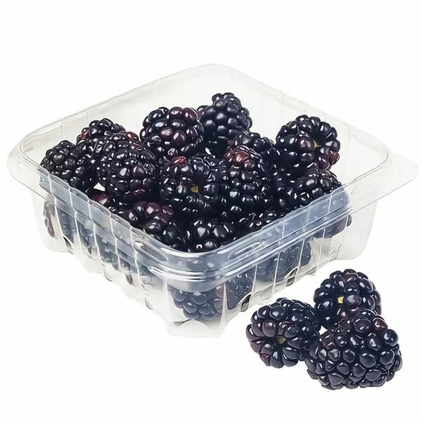 Ежевика садовая