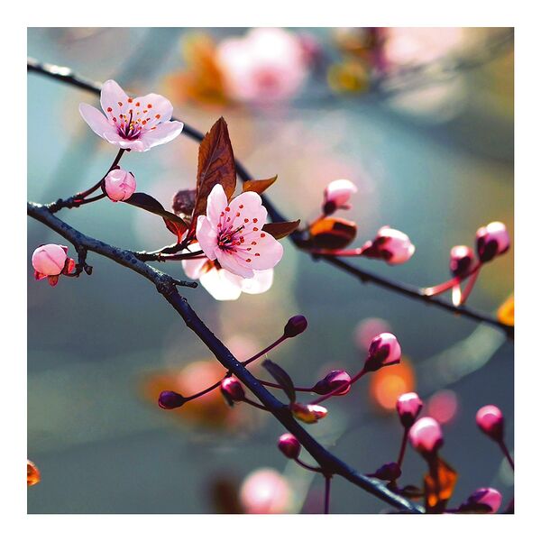 Картина на стекле Японская вишня, 30х30 см
