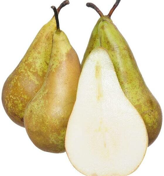 Груша Конференция