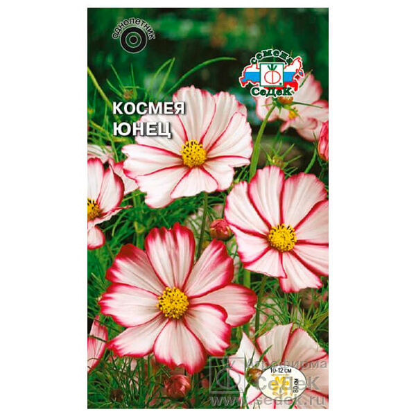 Цветы космея юнец бело-малиновая 0.1 г даёшь урожай