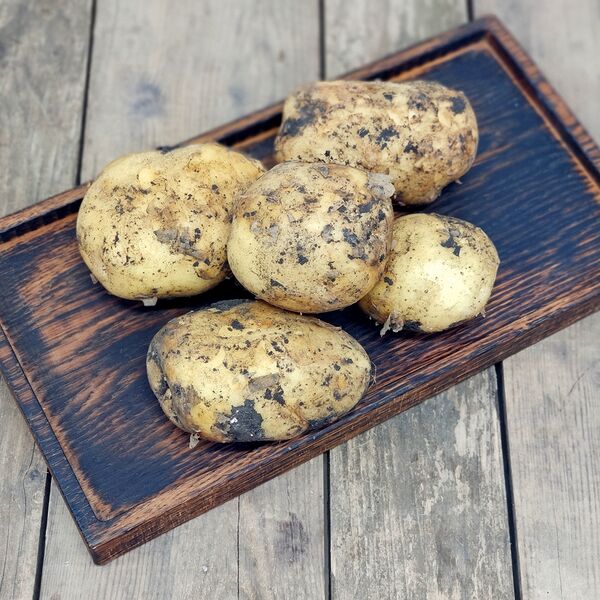 Картофель Гала Тамбов