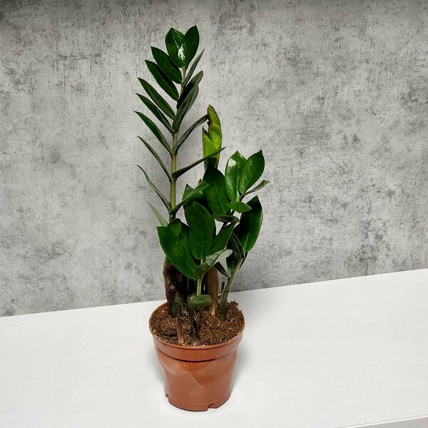 Комнатное растение Замиокулькас, долларовое дерево