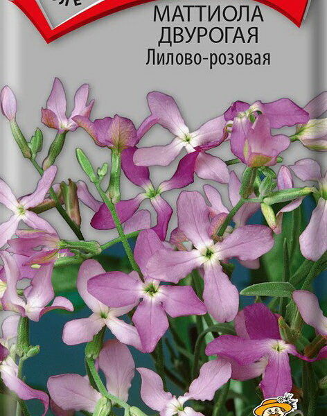 Семена маттиола двурогая Лилово-розовая ТМ Поиск