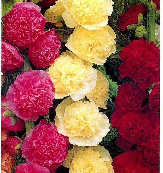 Семена Мальва Багамы ТМ Гавриш