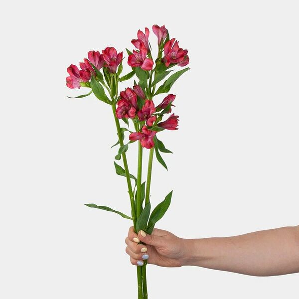 Альстромерия красная 3 шт.