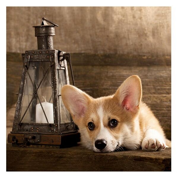 Картина на стекле Корги, 30х30 см