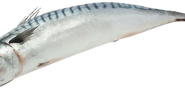 Скумбрия н/р зам вес до 500 г