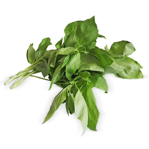 Базилик зеленый