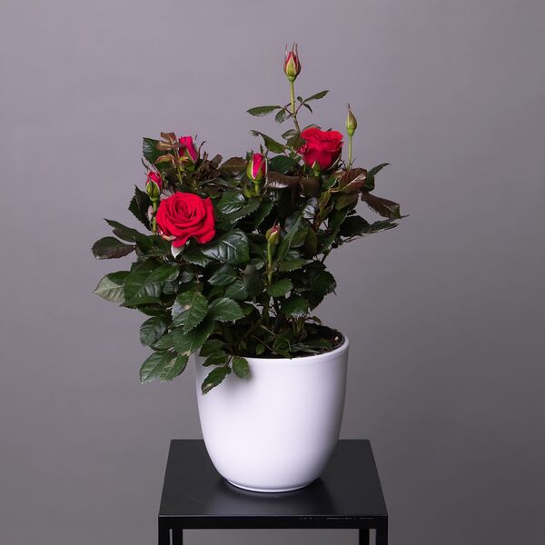 Роза Патио Красная (D-13, Н-40)