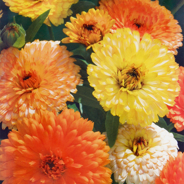 Семена ГАВРИШ Устойчив к заморозкам!, Календула Фиеста Гитана, Арт. 1071857731, 0,3г