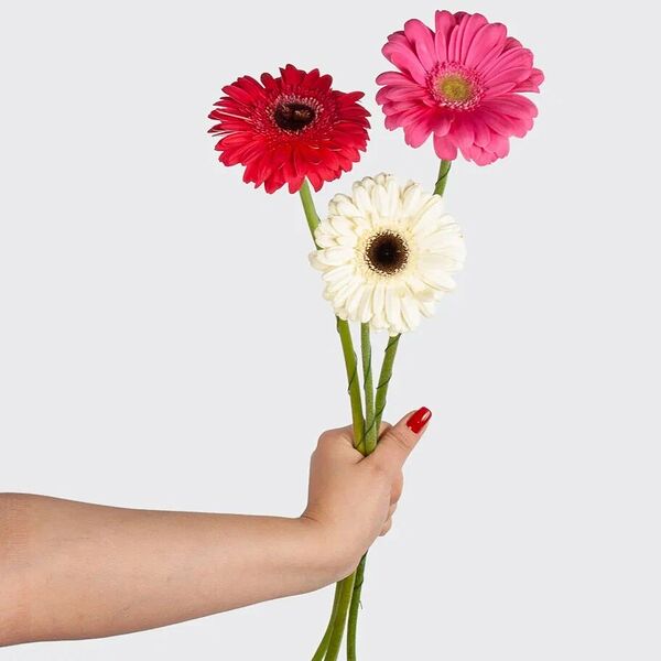 Гербера 3 шт.