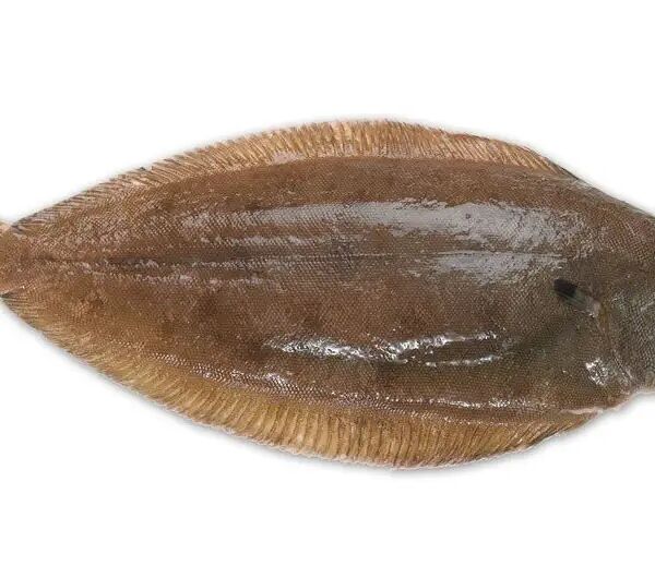 Морской язык охлаждённый