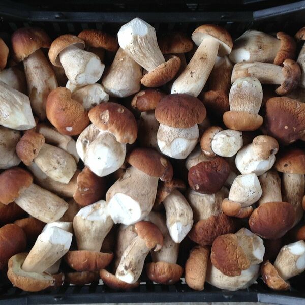 Белый гриб цельный