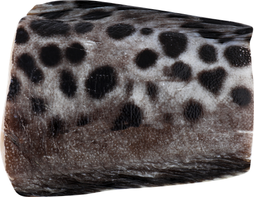 

Зубатка пестрая кусок весовая