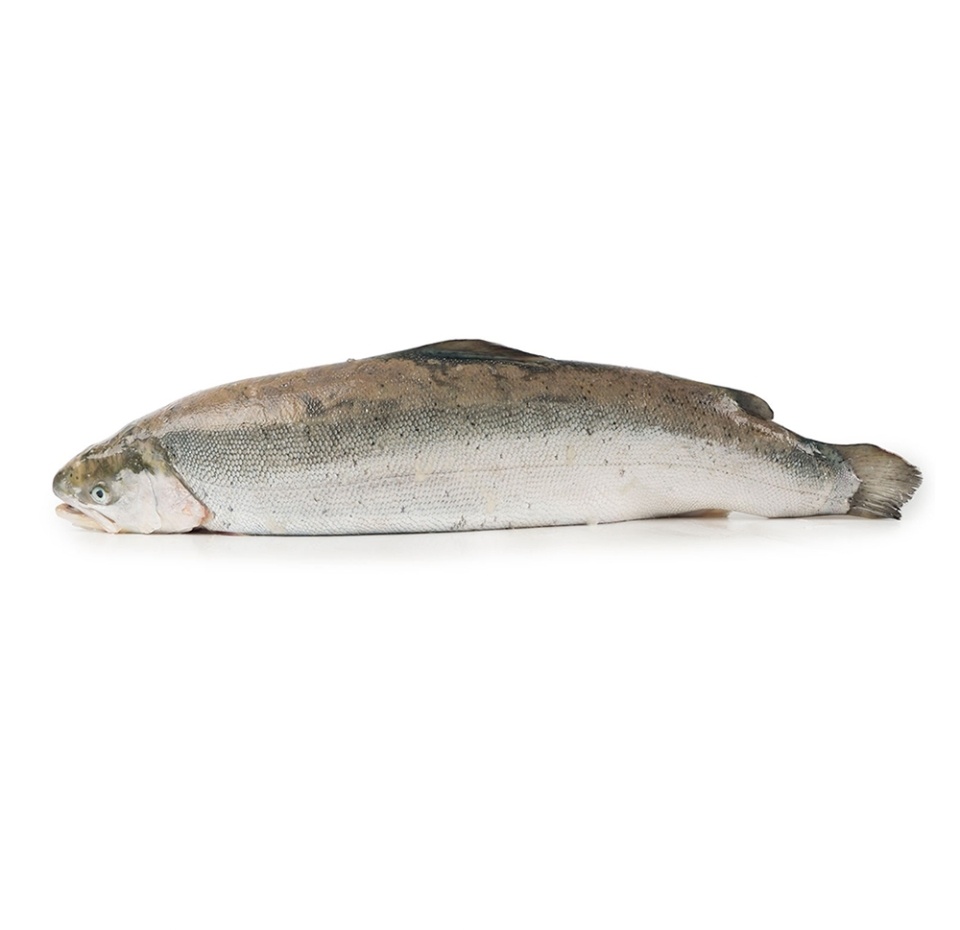 

Форель радужная охлажденная Армения вес