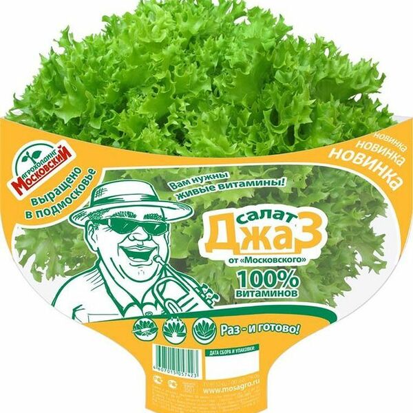 Салат-латук Джаз в горшочке 1шт, 170 г