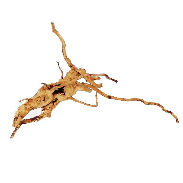 Коряга Паучий корень 21-30см