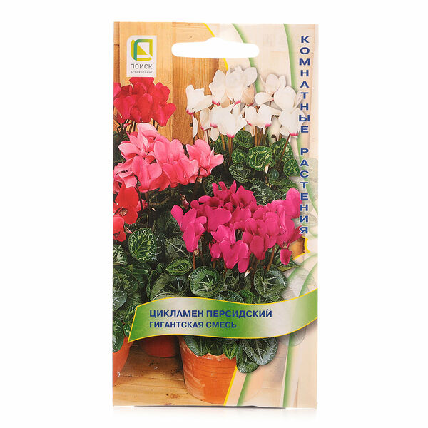 Цикламен персидский гигантская смесь ТМ Поиск агрохолдинг