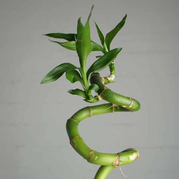 Бамбук Лаки