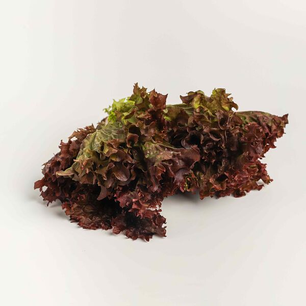 Салат Лолло Росса