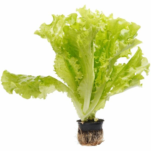 Салат листовой Маркет Fresh в горшке 75 г