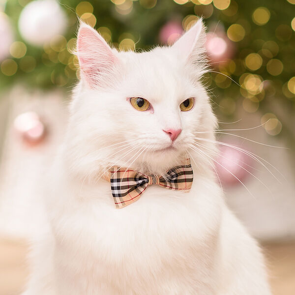 Petmax Галстук-бант бежевый в клетку