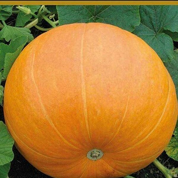 Семена Тыква Марсельеза ТМ Поиск