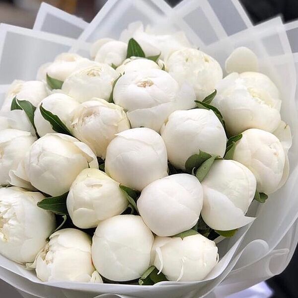 Букет из 25 белых пионов