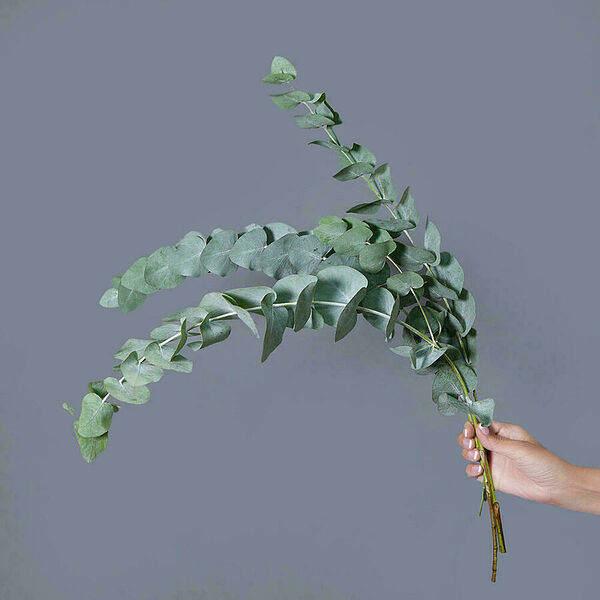 Эвкалипт 3ст