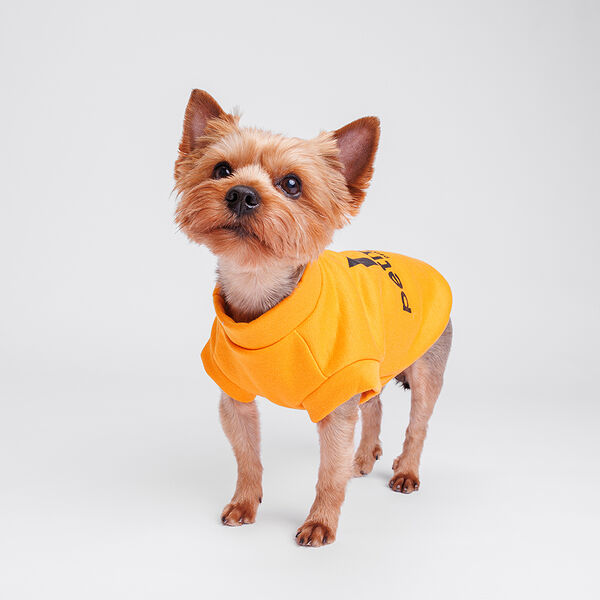 Толстовка для собак, XS, желтая