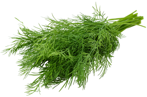 Укроп пучок