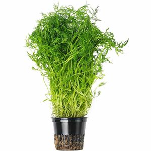 Укроп в горшке, 1шт